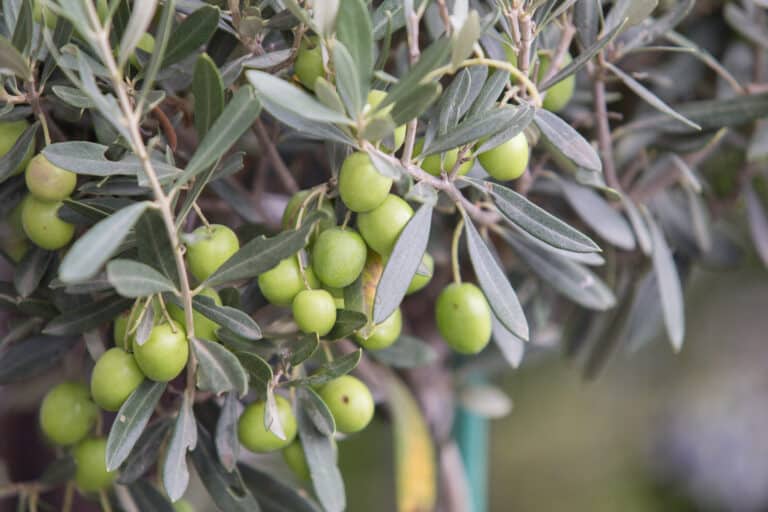 huile d'olive bio