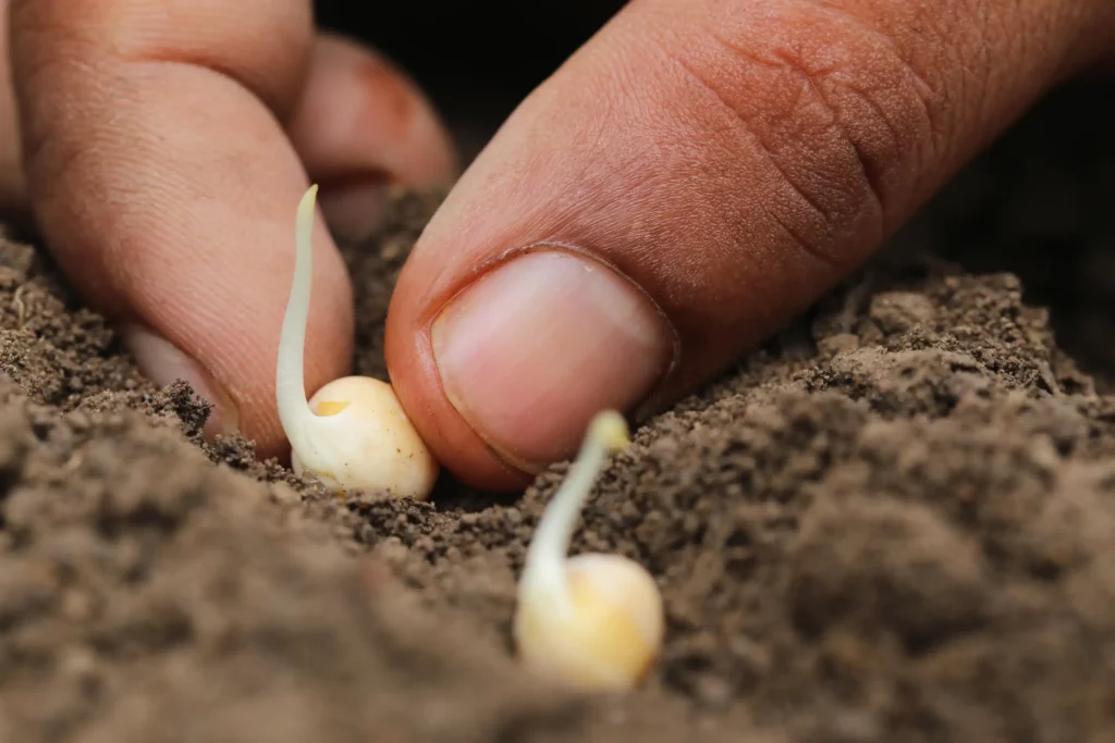 Jeunes pousses végétales riches en vitamines et minéraux naturels