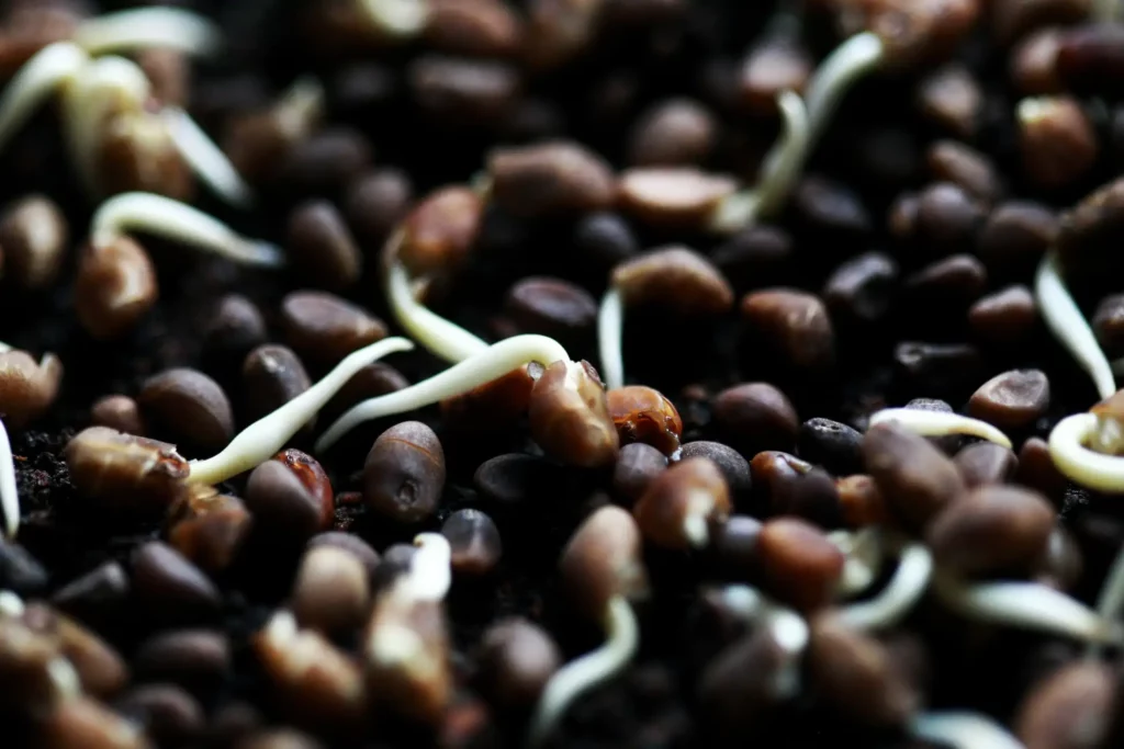 Graines superaliments riches en nutriments essentiels pour la santé