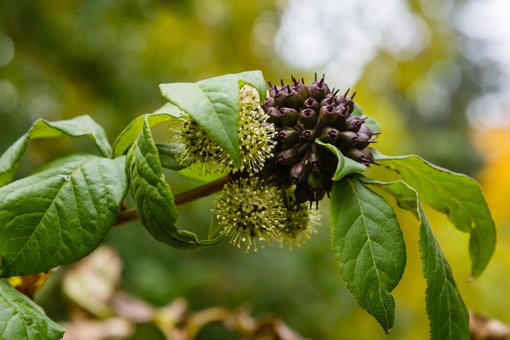 Les bienfaits du Ginseng sibérien