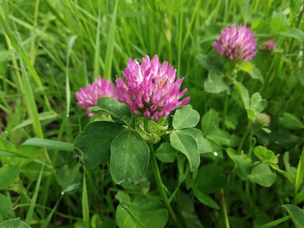 Les bienfaits de la rhodiola