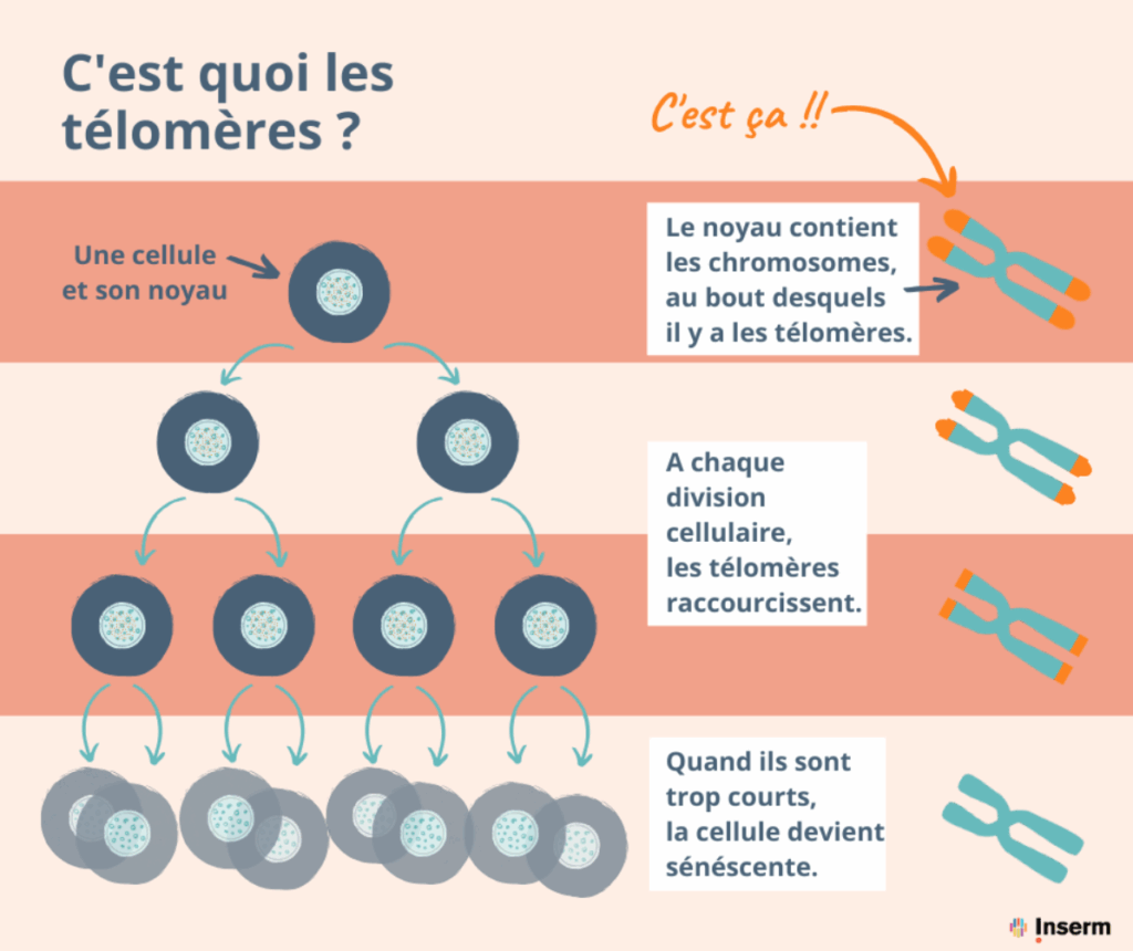 schéma explicatif des télomères