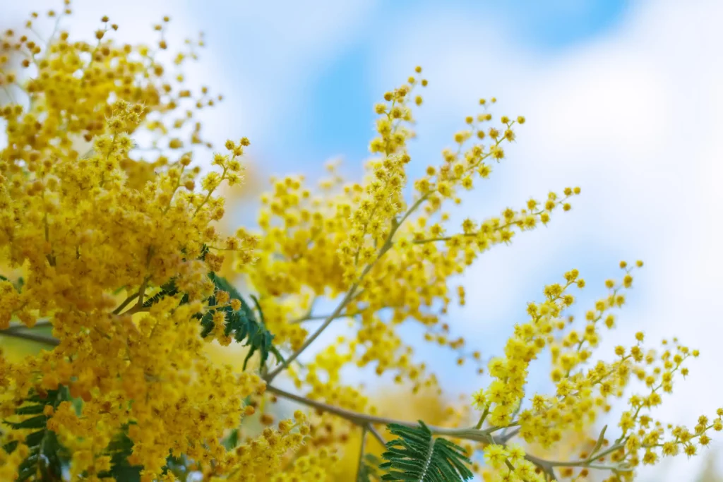 Branches d acacia source naturelle de fibre d acacia utilisee comme complement alimentaire prebiotique