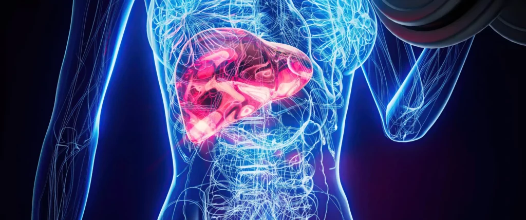 Illustration anatomique mettant en avant le foie et le role du glutathion dans la detoxification de l organisme