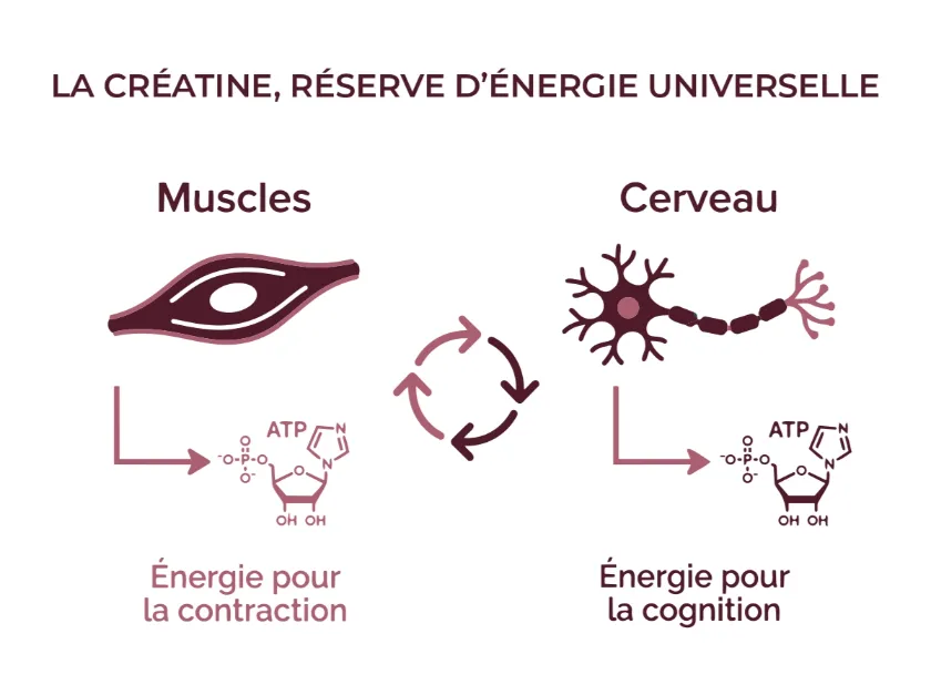 Infographie montrant le rôle de la créatine comme réserve d'énergie universelle pour les muscles (énergie pour la contraction) et le cerveau (énergie pour la cognition), schéma illustrant le rôle de la créatine dans le métabolisme énergétique des muscles et du cerveau
