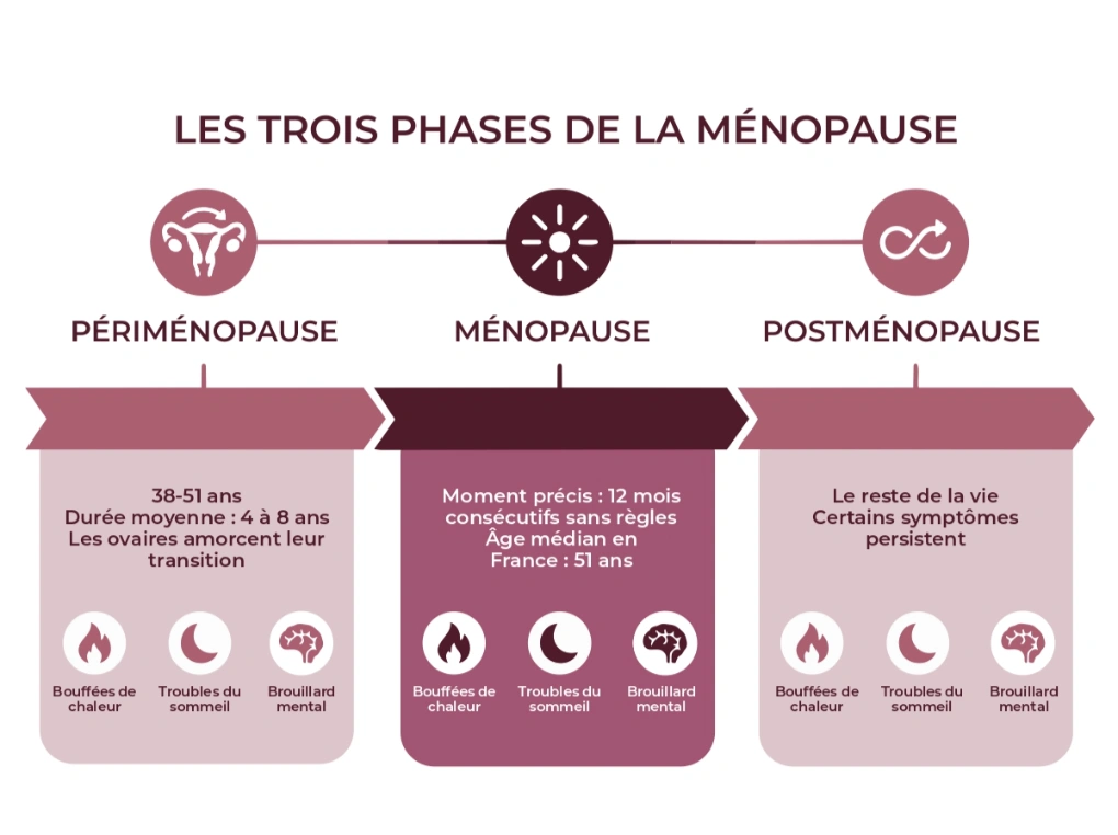 Infographie comparant les trois phases de la ménopause : périménopause (cycles irréguliers), ménopause (arrêt des règles), postménopause (stabilisation hormonale), avec symptômes et durée de chaque phase