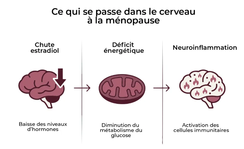 Schéma explicatif du processus neurobiologique à la ménopause : baisse des niveaux d'hormones (estradiol) entraînant un déficit énergétique du métabolisme cérébral, suivi d'une neuroinflammation avec activation des cellules immunitaires, causant le brouillard mental et les troubles cognitifs.